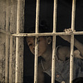 Caged