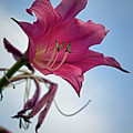 Heirloom
