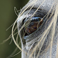 Window of the Soul